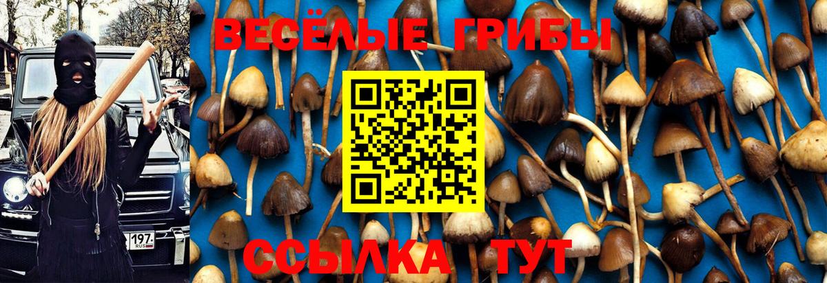 Галлюциногенные грибы Cubensis Тавда